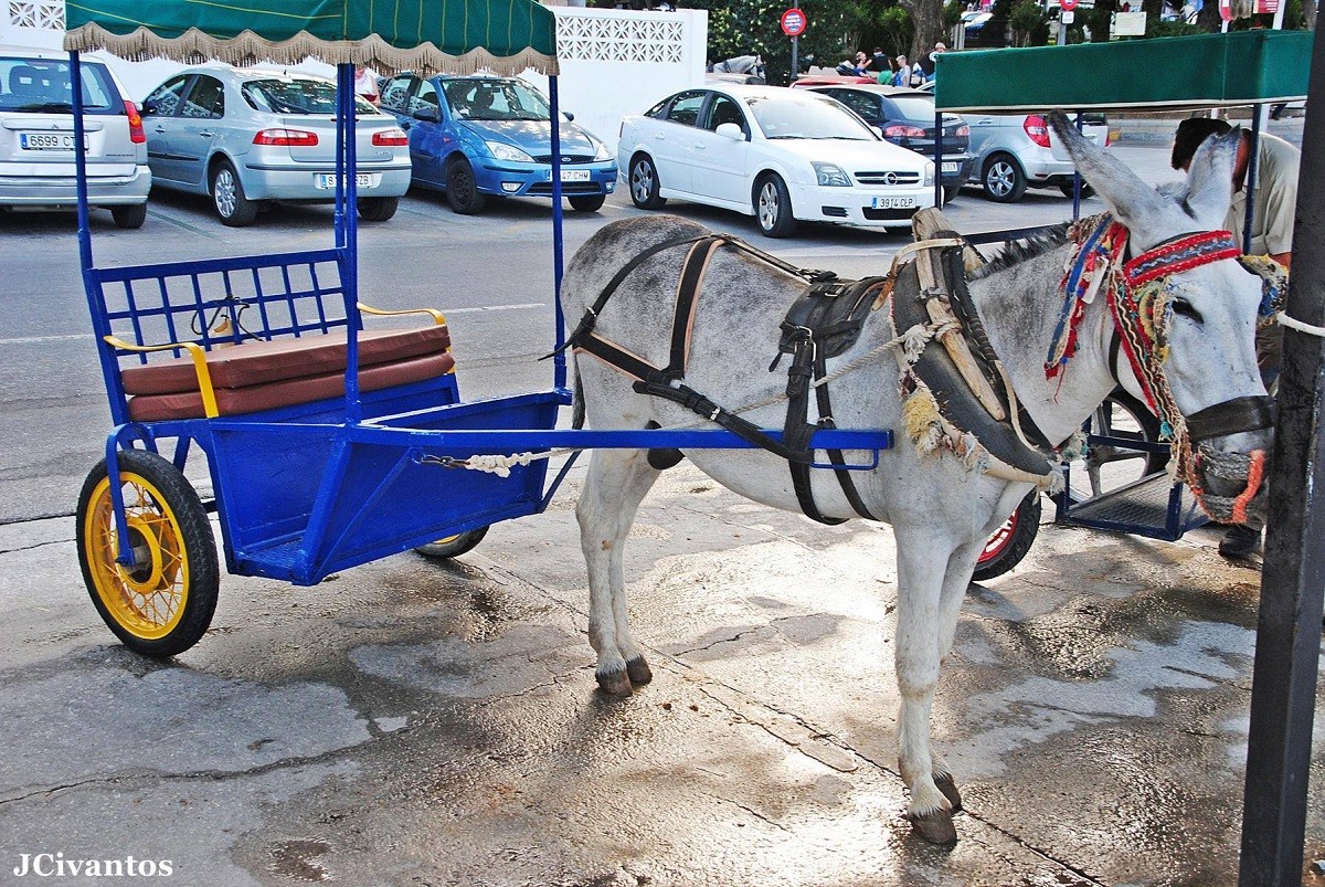 burro-taxi-en-mijas-malaga-64700-xl